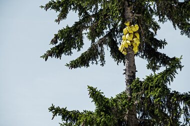 Close-up of a fir tree with an unusual cluster of yellowish fruits on the trunk. | © Schmittenhöhebahn