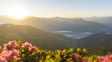 Mountain landscape at sunrise with flowering plants in the foreground. | © Tim J. Janßen