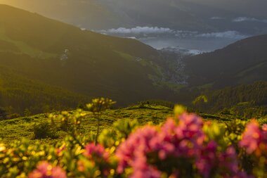 Flowers also bloom on the mountain - a true play of colours | © Tim J. Janßen