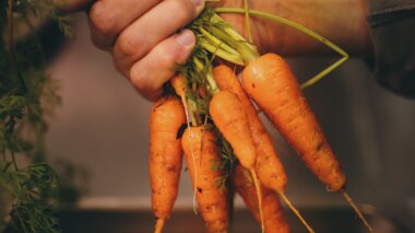 Fresh carrots with greens in hand held over a stainless steel tray, ready for preparation. | © Zell am See-Kaprun Tourismus