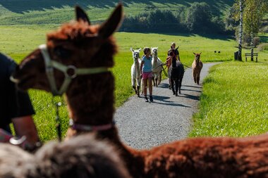Group of children and adults on an alpaca walk in a green landscape. | © Zell am See-Kaprun Tourismus
