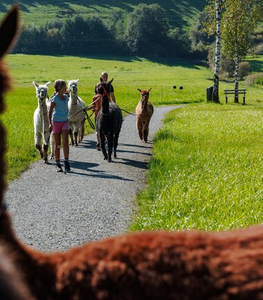 Group of children and adults on an alpaca walk in a green landscape. | © Zell am See-Kaprun Tourismus