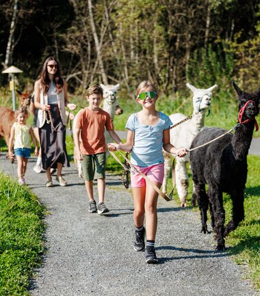 Children and adults walking with alpacas and llamas on a trail through nature. | © Zell am See-Kaprun Tourismus