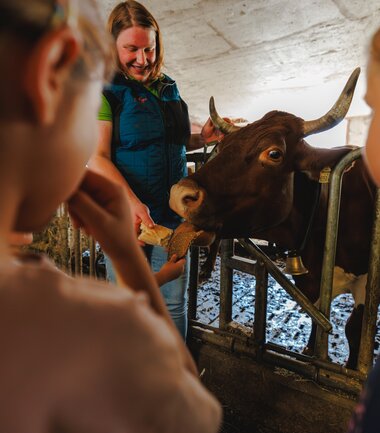 Children at an experience day on a farm, observing and feeding a cow. | © Zell am See-Kaprun Tourismus