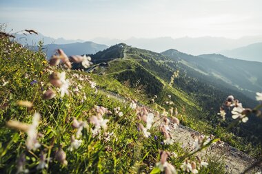 Flowers and herbs on the Schmittenhöhe with a view of the surrounding mountains at sunrise. | © Zell am See-Kaprun Tourismus