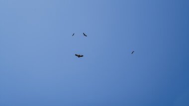 Three vultures flying in the blue sky above the Kitzsteinhorn. | © Zell am See-Kaprun Tourismus