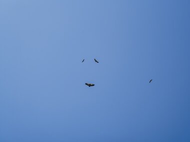 Three vultures flying in the blue sky above the Kitzsteinhorn. | © Zell am See-Kaprun Tourismus