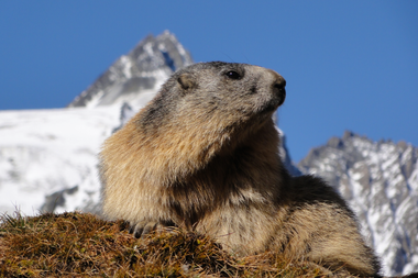 A marmot rests on a meadow with mountains in the background on a clear day. | © Zell am See-Kaprun Tourismus