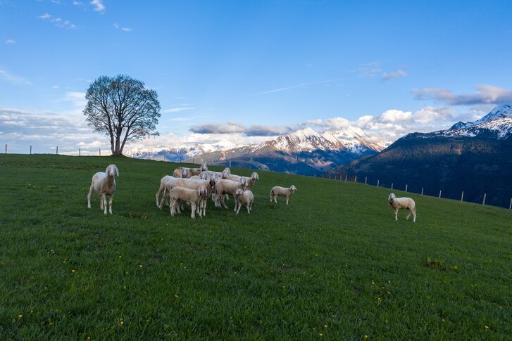 Sheep pasture in the Hohe Tauern | © Daniel Kogler