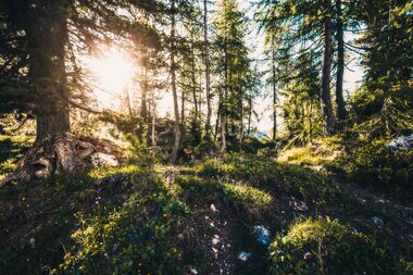 Mystical dark green forest with sunlight shining through pine trees during summer. | © Johannes Radlwimmer