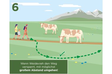 Hikers on a path nearby meadows with cows, avoiding a grazing restriction. | © Zell am See-Kaprun Tourismus