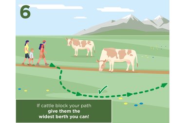 Hikers on a mountain trail next to grazing cattle in a mountainous landscape, with advice for handling obstacles. | © Zell am See-Kaprun Tourismus