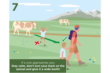 Hiking person with child on a meadow, cows in the background, safety tip for approaching a cow. | © Zell am See-Kaprun Tourismus